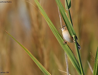 Animali 391